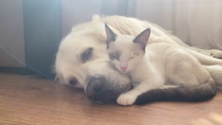 Golden Retriever and Kitten - True Love!