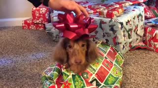 Puppy gets wrapped like a present for Christmas