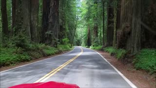 California Redwoods Trip 2021