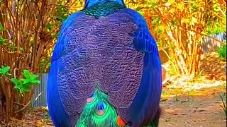 Amazing colorful bird