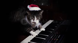A funny cat wearing a Santa Claus hat playing a keyboard or organ
