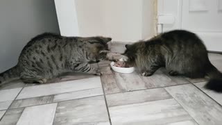 Cat Finds Clever Way To Steal Other Cat's Food