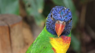 Beautiful parrot color