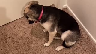 Guilty Puppy Plays Dead after Getting Caught