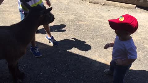 Goat and toddler dance off
