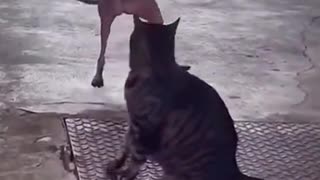 Dog shows dominance with dance skills 🤩🤣