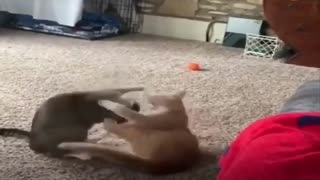 Watch the cat make wrestling moves