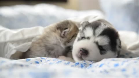 Cats and dogs as best friends: Cute and adorable video compilation