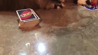 Bella loves a good Uno game