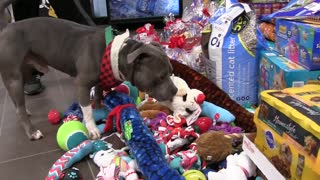 Shelter Animals Preciously Pick Out Toys From Under the Christmas Tree