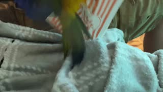 Parrot attacking bag