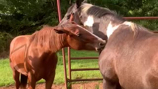 Horse friends help each other itch hard to reach places