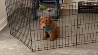 Puppy works smart, not hard - easily bypasses gate 2020