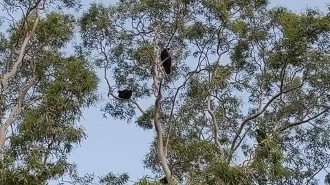 Vultures on a bug tree.