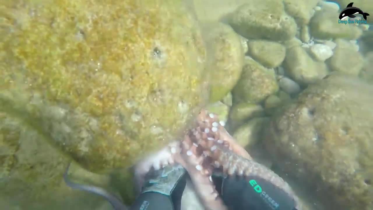 Amazing Diving Skill Hunting Giant Octopus Underwater