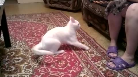 Cat hates owner's mom, repeatedly attacks her