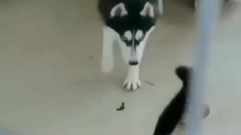 Fearless Cat Beats Up Big Dog | You Must Watch!