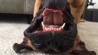 Upside Down Dog Has So Much to Say