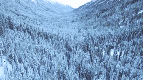 Winter Forest Aerial View