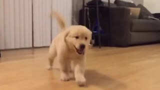 Golden Retriever puppy has fun time sliding on the floor