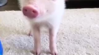 Mini Pig Strikes a Pose