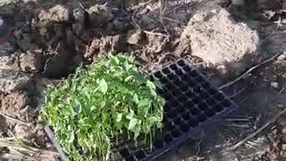 Planting pepper seedlings