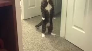 Funny crazy cat 3
