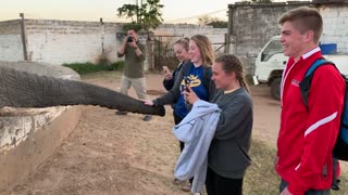 Elephant Knocks Girl Down for Her Phone