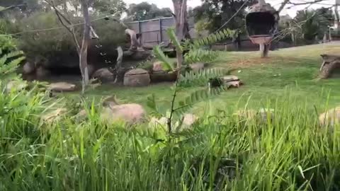 Werribee zoo in Melbourne 2021