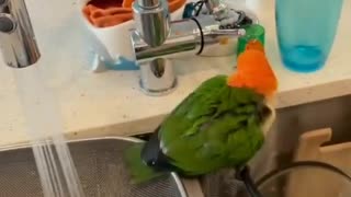 parrot shower time,parrot talking parrot sounds,parrot singing, parrot video