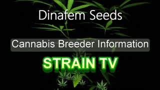 Dinafem Seeds - Cannabis Strain Series - STRAIN TV