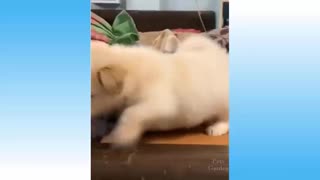 Cat Videos so hilarious must watch