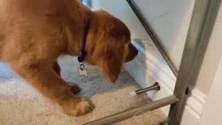 Puppy adorably discovers the door stopper, hilarity ensues