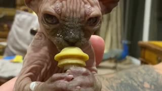 Sphynx Kitten Feeding Time Is Something You Won't Want To Miss
