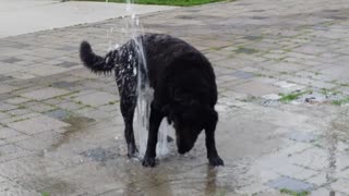 Watch this happy pup play with the water fountain