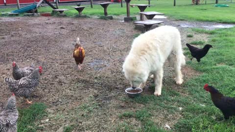 Relentless Chickens Raid Dog's Food Bowl In Hilarious Compilation