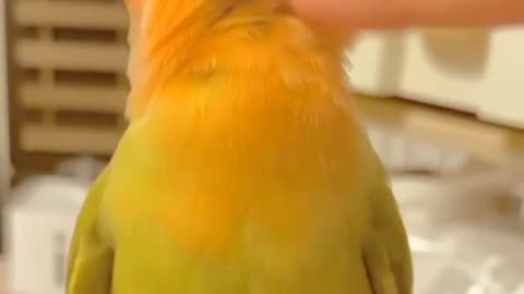 When that scritch hits just right..