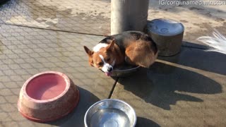 Winston Claims the Water Bowl