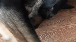 Adorable Dog Growls for Attention