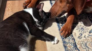Heartwarming Moment Doggy Helps Clean Kitty