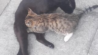 Big tiger kitty suckling from Mummy Cat and Mummy Cat Cleaning Kitten