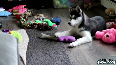 Husky Puppy Tells Sister that the Toy is HERS