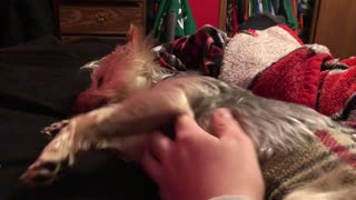 Cute Dog gets a Belly Rub and Licks Camera