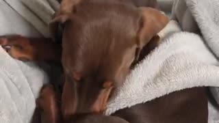 Dachshund puppy takes the imitative and tucks himself into bed