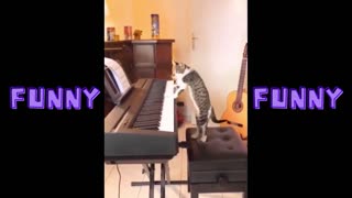 Funny cat playing! #shorts