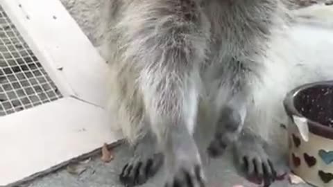 raccoon eating froot loops