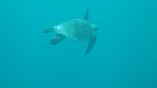 A Turtle Swimming