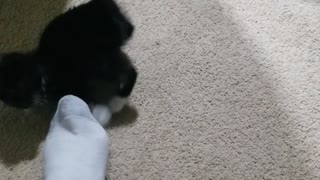 Kitten attacks foot