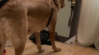 Pup decides to defend the house against her mirror reflection