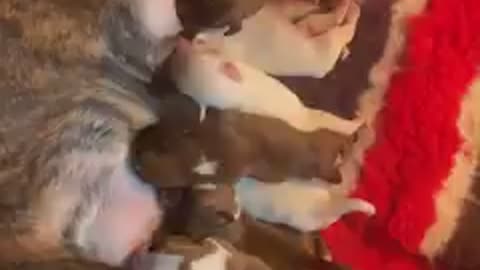 These are some hungry puppies